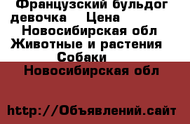 Французский бульдог девочка  › Цена ­ 12 000 - Новосибирская обл. Животные и растения » Собаки   . Новосибирская обл.